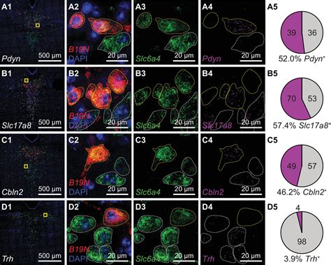 rapbhe .net|Molecular and anatomical organization of the dorsal raphe nucleus.